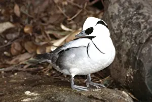 Smew: SMEW DUCK - male