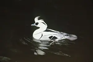 Smew: SMEW DUCK - swimming male