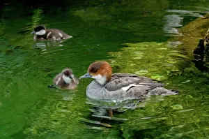 Ducklings: Smew with ducklings