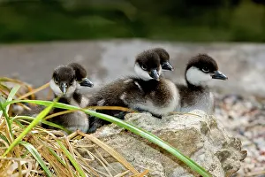 Ducklings: Smew ducklings on shore