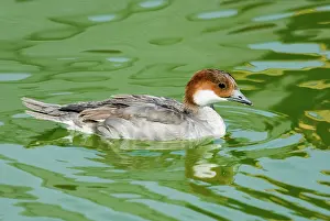 Smew: Smew female