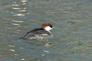 Smew: Smew female