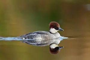 Smew: Smew - female - winter