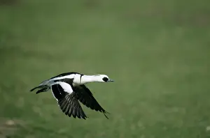 Smew: Smew - in flight