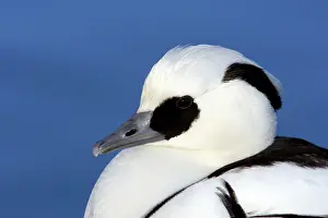 Smew: Smew - Head Shot
