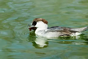 Smew: Smew immature male