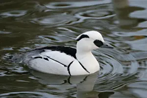 Smew: Smew
