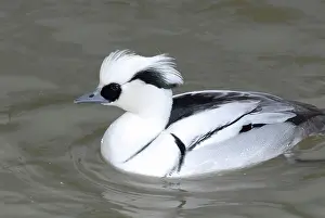 Smew: Smew male