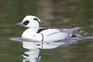 Mecklenburg: Smew male