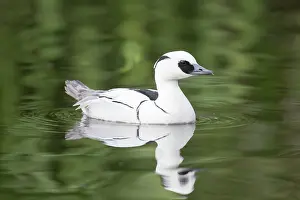 Mecklenburg: Smew male