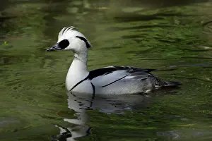 Smew: Smew - male swimming on lake