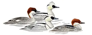Smew: Smew