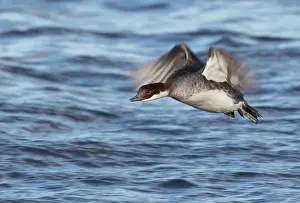 Smew: Smew
