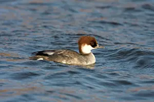 2000: Smew