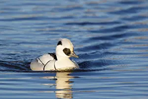 Dutch: Smew (Mergellus albellus) male, Netherlands