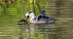 Biting: Smew (Mergellus albellus, Mergus albellus) pair