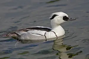 Smew: Smew