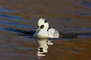 Smew: Smew