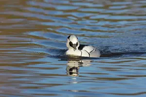 Smew: Smew