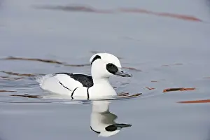 Smew: Smew