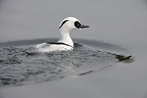 Smew: Smew - surfacing from water