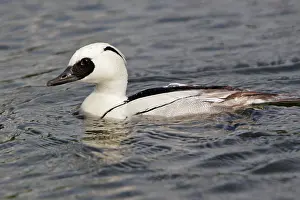 Smew: Smew - in water