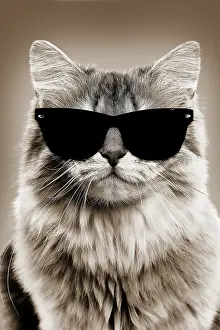 Chilling: Cat