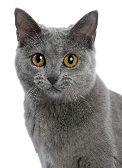 Grinning: Cat