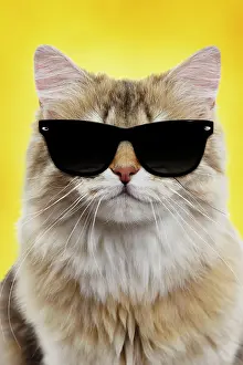 Sunglasses: Cat
