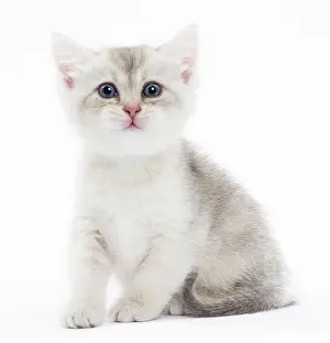 Brtish: Cat