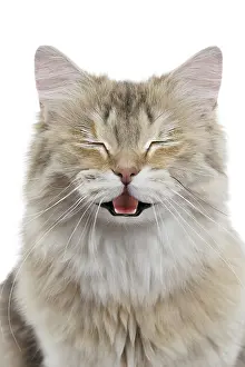 Joyful: Cat