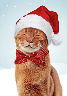 Joyful: Cat