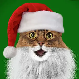 Joyful: Cat