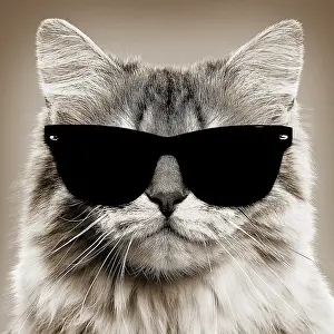 Sunglasses: Cat