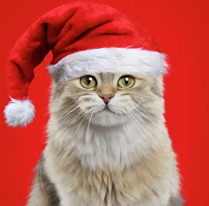 Brtish: Cat