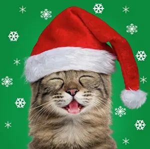 Blinking: Cat