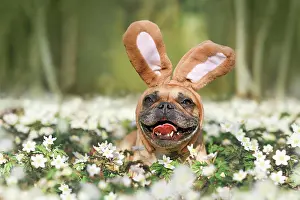 Easter: Smiling Easter French Bulldog dog with rabbit costume