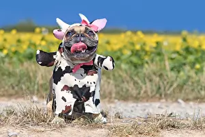 Smiling French Bulldog dog wearing a funny full