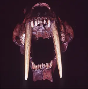 Peter Green: SMILODON / Sabre-Tooth Cat / TIGER - teeth