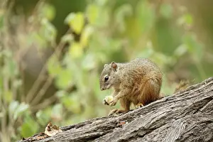 Cepapi: Smith's Bush Squirrel