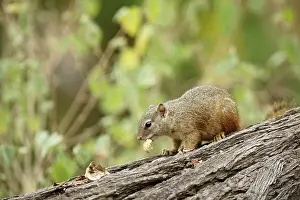 Cepapi: Smith's Bush Squirrel