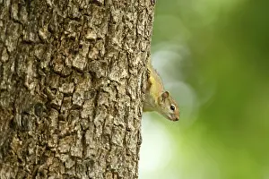 Limpopo: Smith's Bush Squirrel
