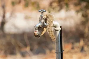 Headfirst: Smith's bush squirrel (Paraxerus cepapi), Botswana