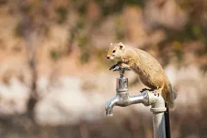 Okavango: Smith's bush squirrel (Paraxerus cepapi), Botswana