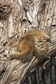 Limpopo: Smith's Bush Squirrel (Paraxerus cepapi) pair