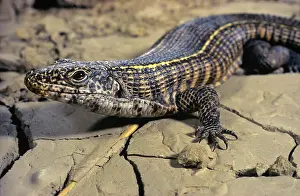 Plated: Smith's Plated Rock Lizard