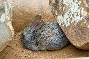 Rupestris: Smith's Red Rock Rabbit - resting up amongst boulders