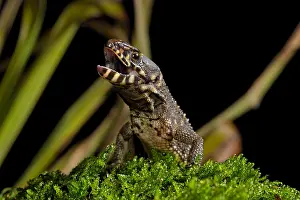 Guatemala: Smith's Tropical Night Lizard (Lepidophyma smithii)