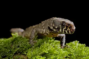 Guatemala: Smith's Tropical Night Lizard (Lepidophyma smithii)