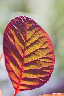 Parched: Smoke bush
